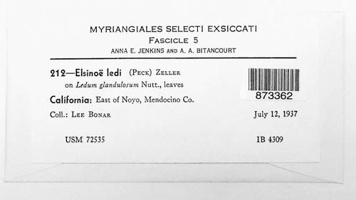 Elsinoe ledi image